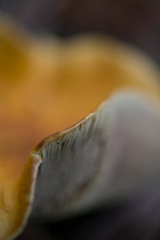 background with brown forest mushroom in closeup photo