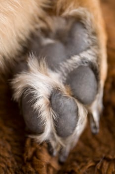 Closeup of a  paw of a German Shepherd dog with long claws photo