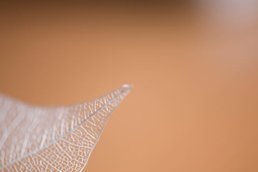 white openwork leaf close-up interesting original background photo