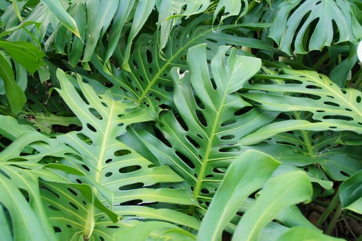 green background with exotic leaves in the garden in close-up photo