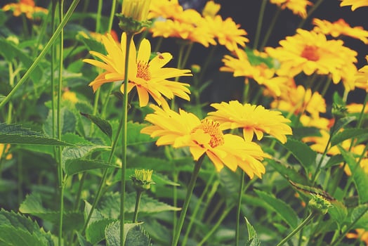 yellow flowers growing in the garden among green foliage background on a warm summer day in close-up photo