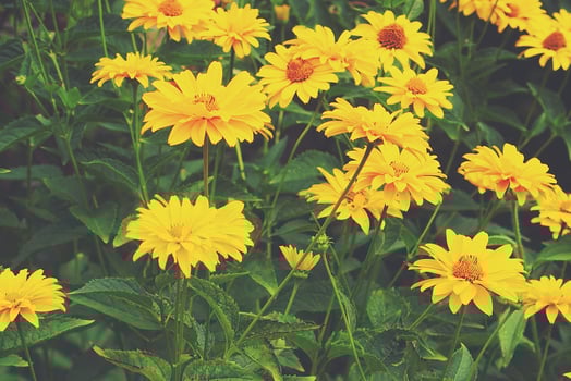 yellow flowers growing in the garden among green foliage background on a warm summer day in close-up photo