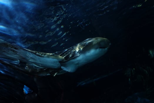 sharks swimming in a large aquarium at the Tenerife Zoo in Spain photo