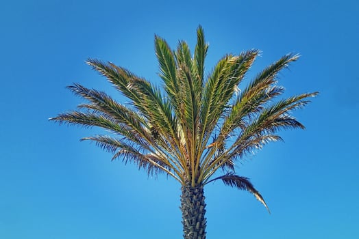 exotic palm on the background of blue sky photo