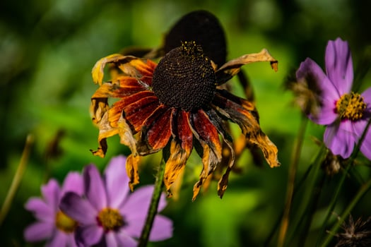 summer flower in the warm sun in a natural environment of the garden photo