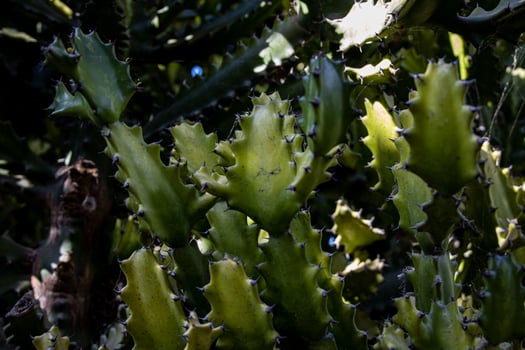 beautiful green natural background of cactus with sharp spines in close-up photo