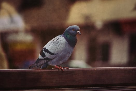 pigeon bird sitting in a meadow on a warm brown background in close-up photo