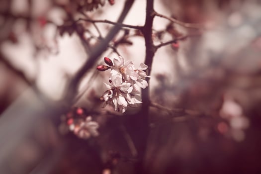 spring tree blooming in pink in close-up outdoors in the warm sunshine photo
