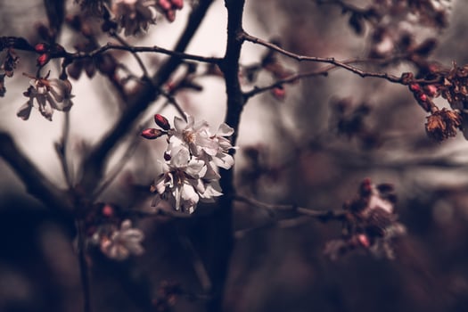 spring tree blooming in pink in close-up outdoors in the warm sunshine photo