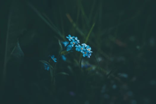 blue forget-me-not flowers among the green tall grass photo