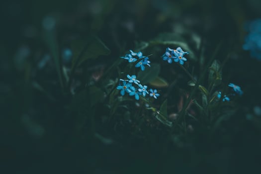 blue forget-me-not flowers among the green tall grass photo