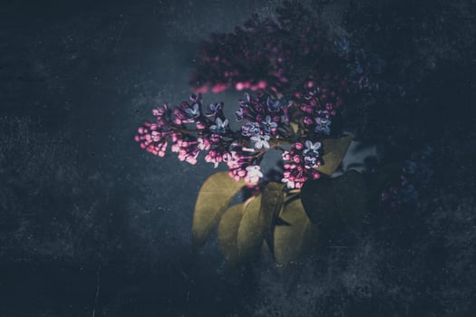 twig of purple lilac with green leaves on a dark background in the sunshine photo