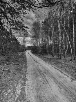 forest landscape with dirt road and trees on a cloudy spring day photo