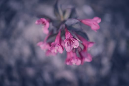 bush with pink flowers in close-up photo