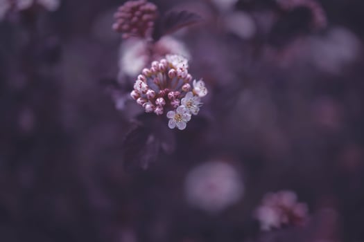 bright creamy flower on a background of purple leaves of a bush in close-up photo