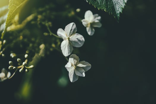 white spring flower on a bush in a sunny garden photo