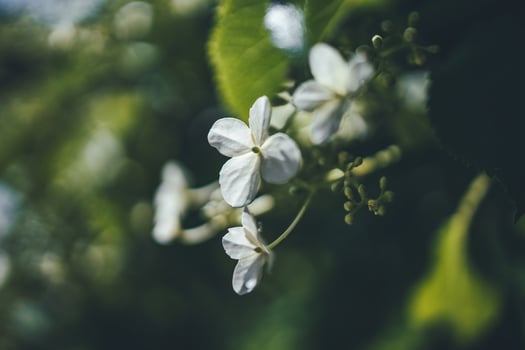 white spring flower on a bush in a sunny garden photo