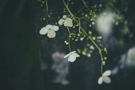 white spring flower on a bush in a sunny garden photo