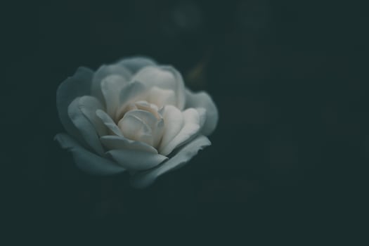 white little rose on the bush in the garden photo