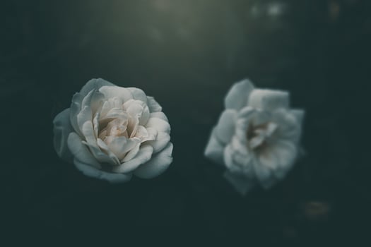 white little rose on the bush in the garden photo
