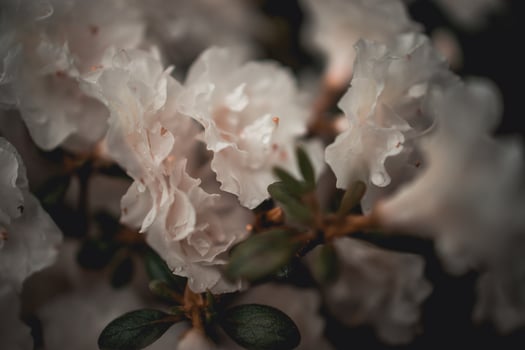 white azalea in the summer garden photo