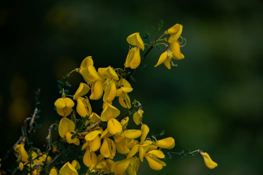 yellow flowering bush in close-up photo