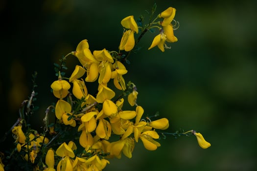 yellow flowering bush in close-up photo