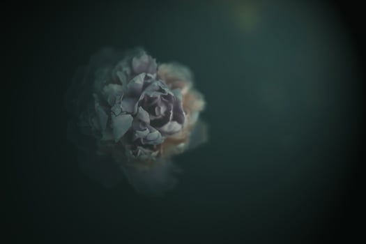 pink peony on the background of green gardens on a summer day photo