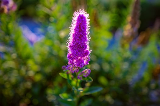 purple flower on a bush in the afternoon sun photo