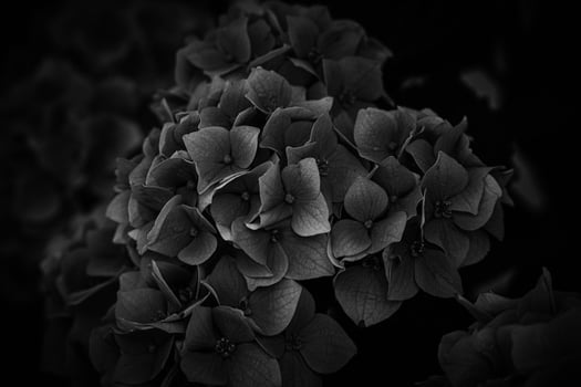 flower of a violet hydrangea in the garden close-up photo