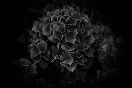 flower of a violet hydrangea in the garden close-up photo