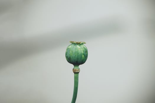 green poppy seed on a smooth pastel background photo