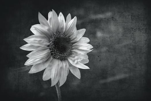 black and white sunflower on an interesting background photo