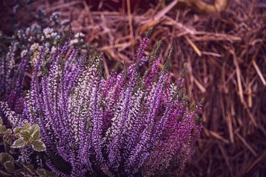 purple heather in the autumn garden with warm sunshine photo