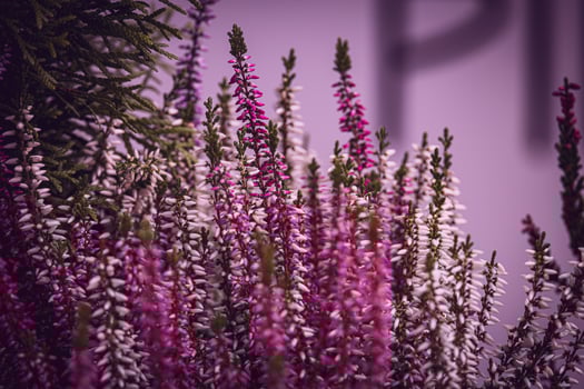 purple heather in the autumn garden with warm sunshine photo