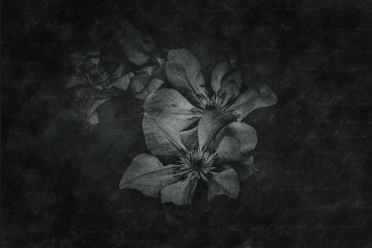 autumn flower on a brown background in the garden photo