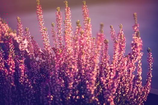 purple heather in the autumn garden with warm sunshine photo