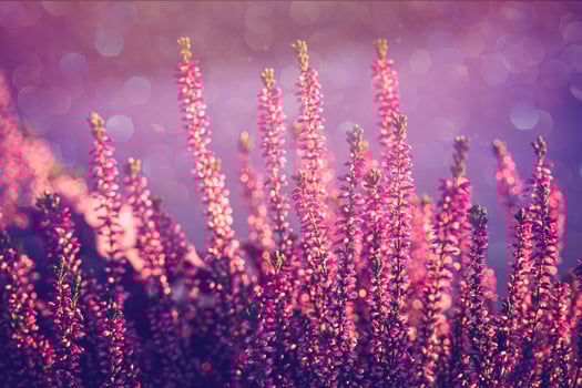 purple heather in the autumn garden with warm sunshine photo