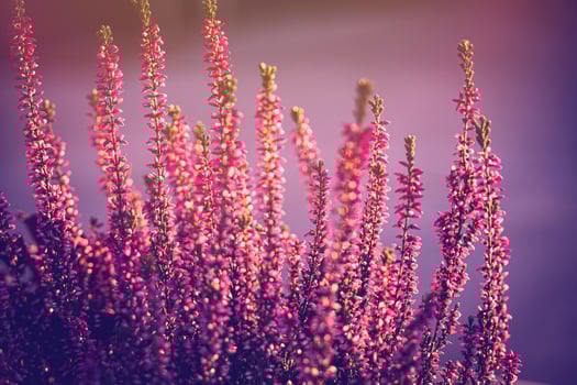 purple heather in the autumn garden with warm sunshine photo