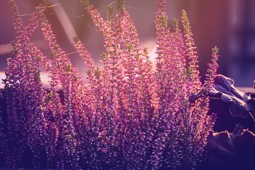 purple heather in the autumn garden with warm sunshine photo