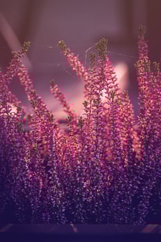 purple heather in the autumn garden with warm sunshine photo