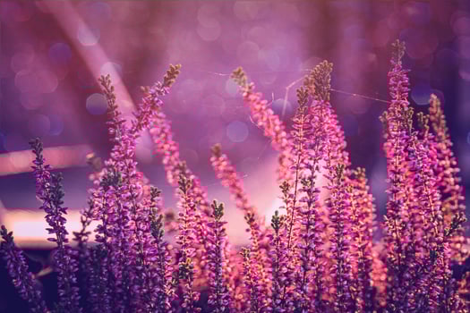 purple heather in the autumn garden with warm sunshine photo