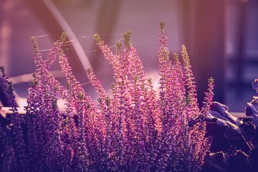 purple heather in the autumn garden with warm sunshine photo