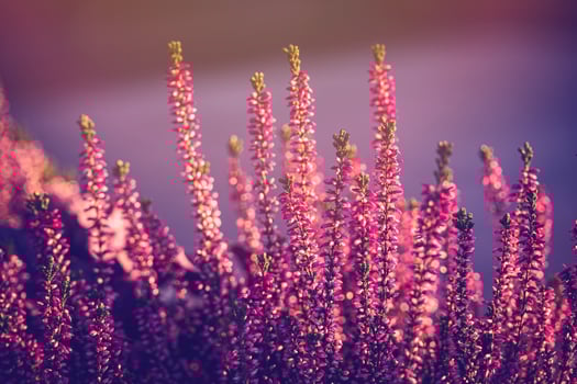 purple heather in the autumn garden with warm sunshine photo