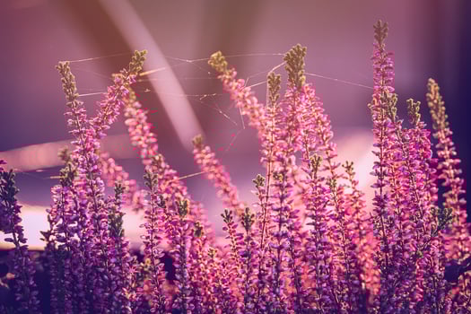 purple heather in the autumn garden with warm sunshine photo