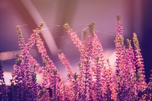 purple heather in the autumn garden with warm sunshine photo