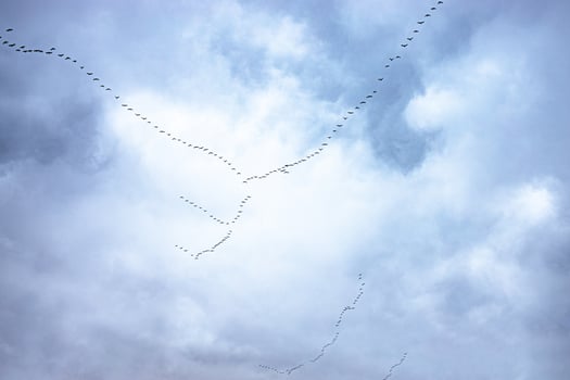 flying black birds in the sky against a background of clouds photo