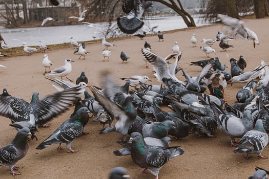 birds, pigeons and terns during winter feeding in a park in Poland photo