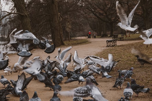 birds, pigeons and terns during winter feeding in a park in Poland photo