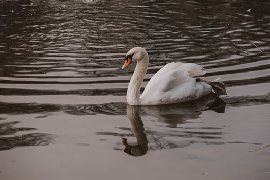 white swan bird floating on dark water photo